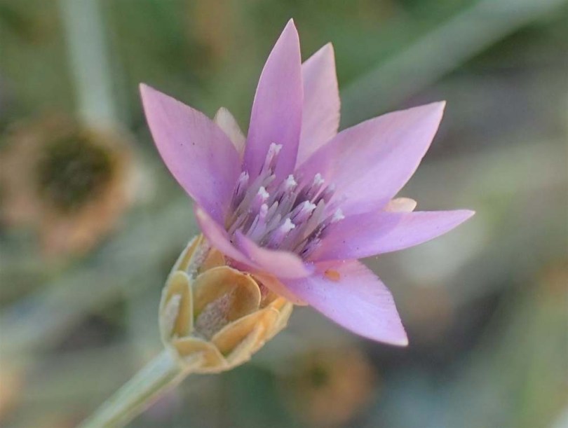 Hengeres vasvirág - Xeranthemum cylindraceum, Xeranthemum cylindraceum, virág